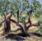 Canopy of Stories by Adonna