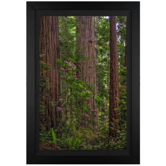 Redwoods by Jongas,