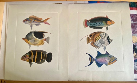 Fish Settings by Unknown Artist