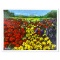 Flower Landscape I by Spolianski Tamara