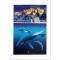 The Humpbacks World by Schimmel William
