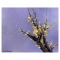 Little Plum Flower by Leung Original