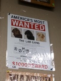2 Wanted Labrador Signs