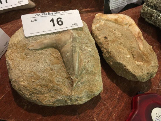 Pair Of Enchodus 75 Million Year Old Fossils