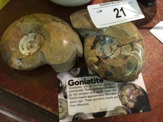 Pair Of Goniatite Shell Fossils
