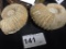 2 Fossils Ammonites