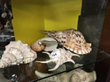 4 Large Sea Shells