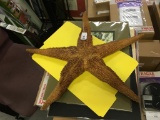 Large Starfish 23