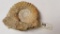 Fossil Ammonite 5