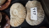 2 Fossil Ammonite Shells