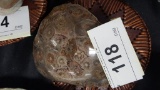 Fossilized Coral Polished 3 1/2