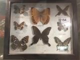 Framed Collection of Butterflies w/ Botanical Name