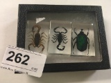 3 Mini Acrylic Bug Cubes - 2 Scorpions 1 Green