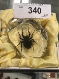 Lucite Spider Paperweight In Box