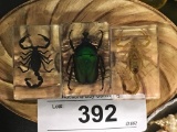 3 Lucite Bug Paperweights