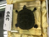 Lucite Turtle Paperweight In Box