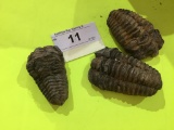 3 Fossil Trilobites