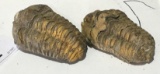 2 Fossil Trilobites