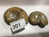 2 Fossil Ammonite Snails