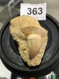 750 Million Year Old Fossilized Tooth