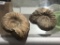 (2) Ammonite fossils