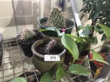 3 cactus & potted plant