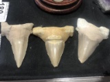 3 Fossil Megalodon SHARK Teeth