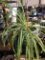Spider Plant