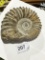 Full Large Ammonite Fossil