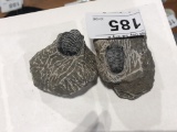 2 Small Trilobite Fossils on Rocks