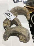 3 Zipper Oyster Fossils