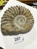 Full Large Ammonite Fossil