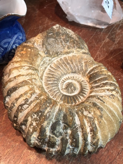 Large Ammonite Fossil