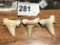 3 Fossilized Small Megladon Shark Teeth