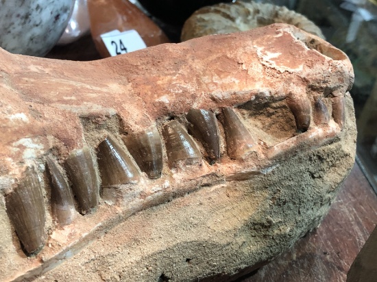 Fossil Sarcosuchus Teeth in Matrix Mock Up Head