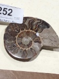 Polished Slice of Ammonite