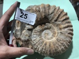 Large Ammonite Fossil