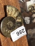 Sliced Polished Orthoceras Fossil