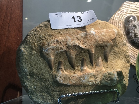 Fossil Jaw and Teeth in Rock