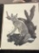 Copy of fox print Nick Wilson, 1973