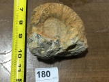 Fossil Ammonite