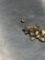 0.22 Grams Alaskan Gold Nuggets