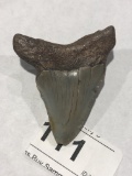 A Grade, Fossil Megalodon Tooth 2 1/4