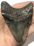 Grade A, Nice Fossil Megalodon Shark Tooth 3