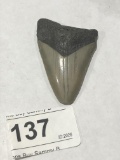 Very Nice Fossil Megalodon Tooth 2 3/8
