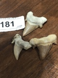 3 Fossil Sharks Teeth