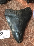 Fossil Megalodon Tooth