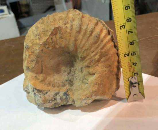 Large Ammonite 200-400 Million Year Old Fossil