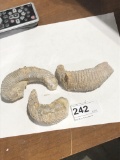 3 Fossilized  Zipper Oysters
