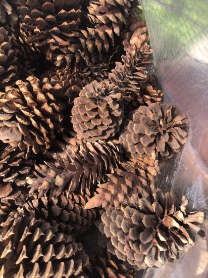 Large bag of Pinecones, In Good Condition